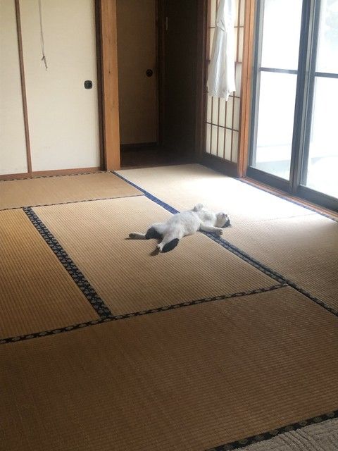 【ネコ】台風の日、野良猫を家の中に入れたら…「最初からここに住んでました」レベルの寝相が話題　